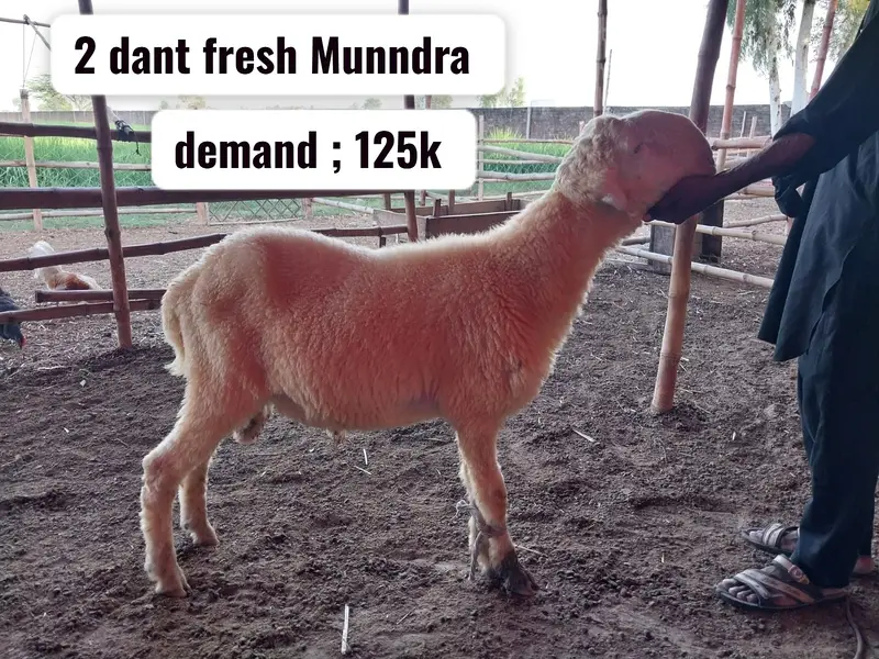 Sheeps | mundra sheeps | chahtra | mundra chahtra | D face sheep — photo 4