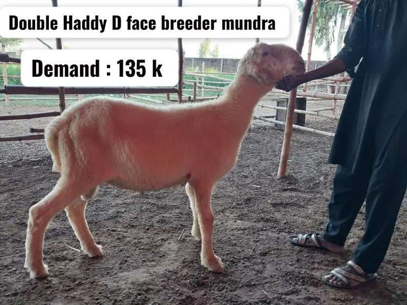 Sheeps | mundra sheeps | chahtra | mundra chahtra | D face sheep — photo 5