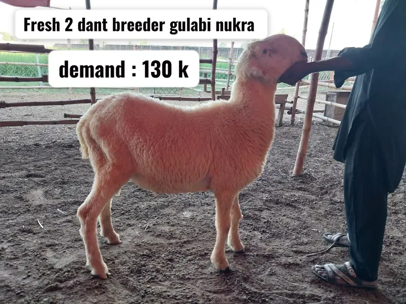 Sheeps | mundra sheeps | chahtra | mundra chahtra | D face sheep — photo 6