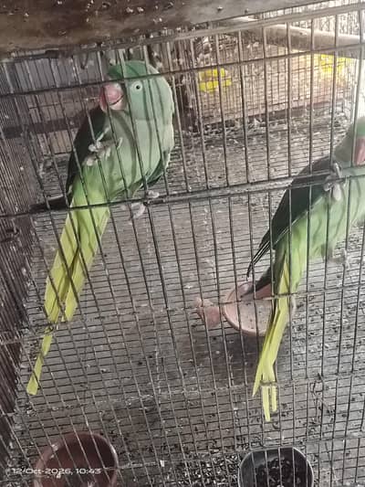 Raw parrot female