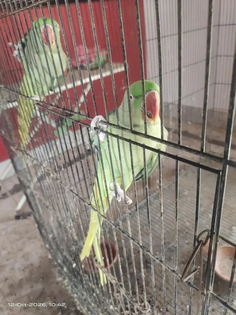 Raw parrot female — photo 2
