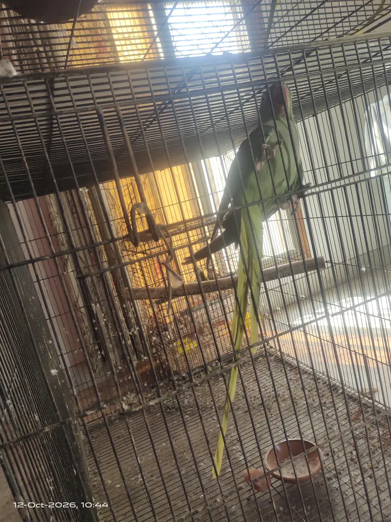 Raw parrot female — photo 3