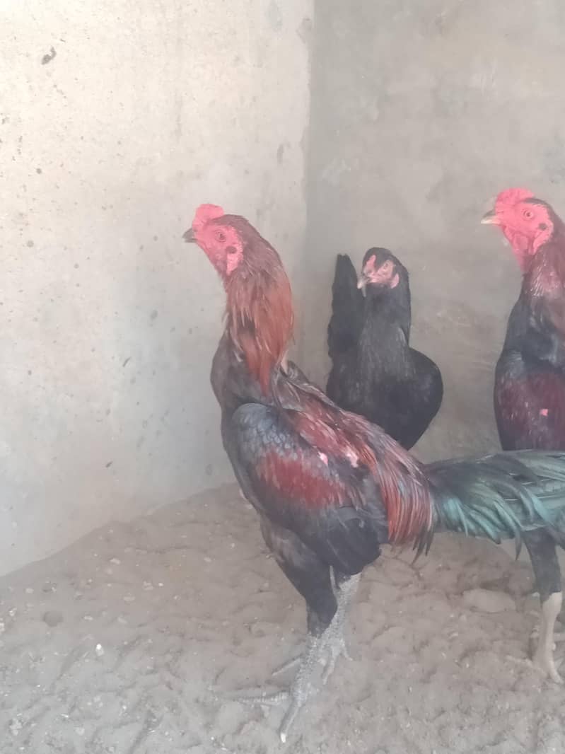 pakoya aseel patha 1