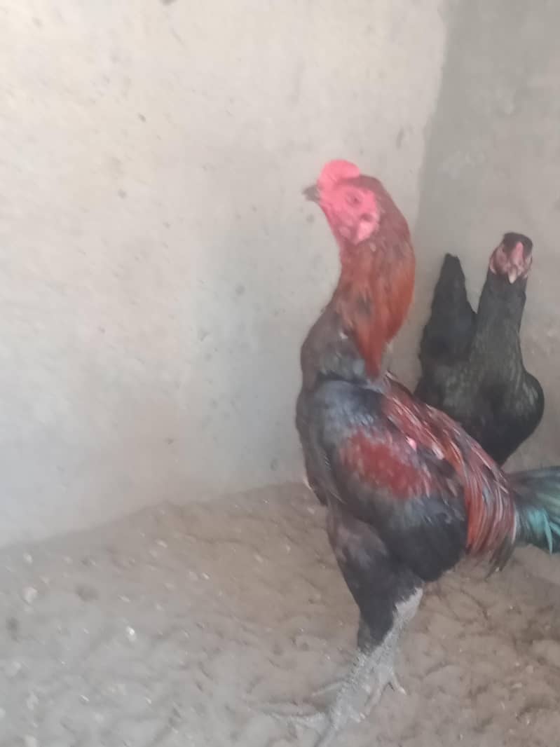pakoya aseel patha 2