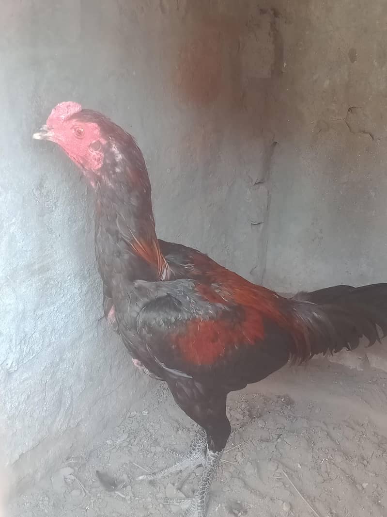 pakoya aseel patha 3