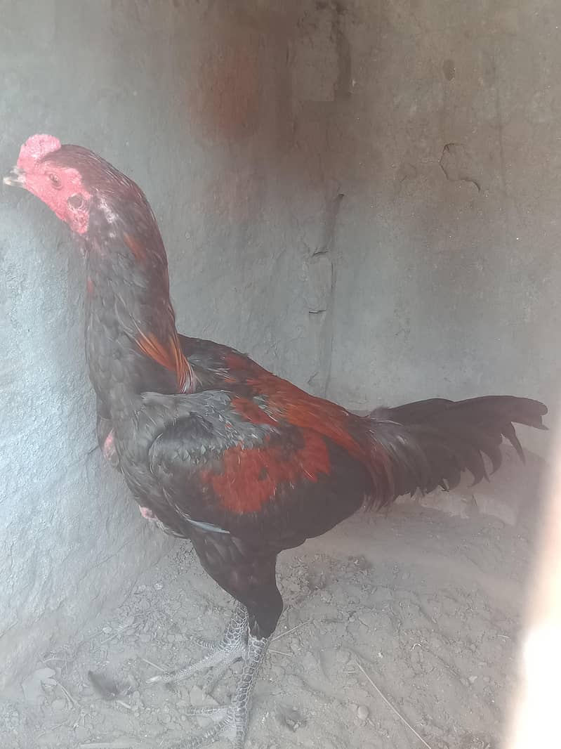 pakoya aseel patha 4