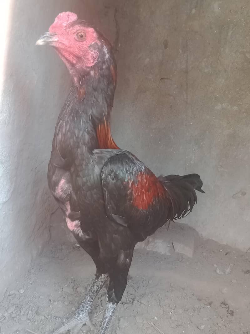 pakoya aseel patha 5