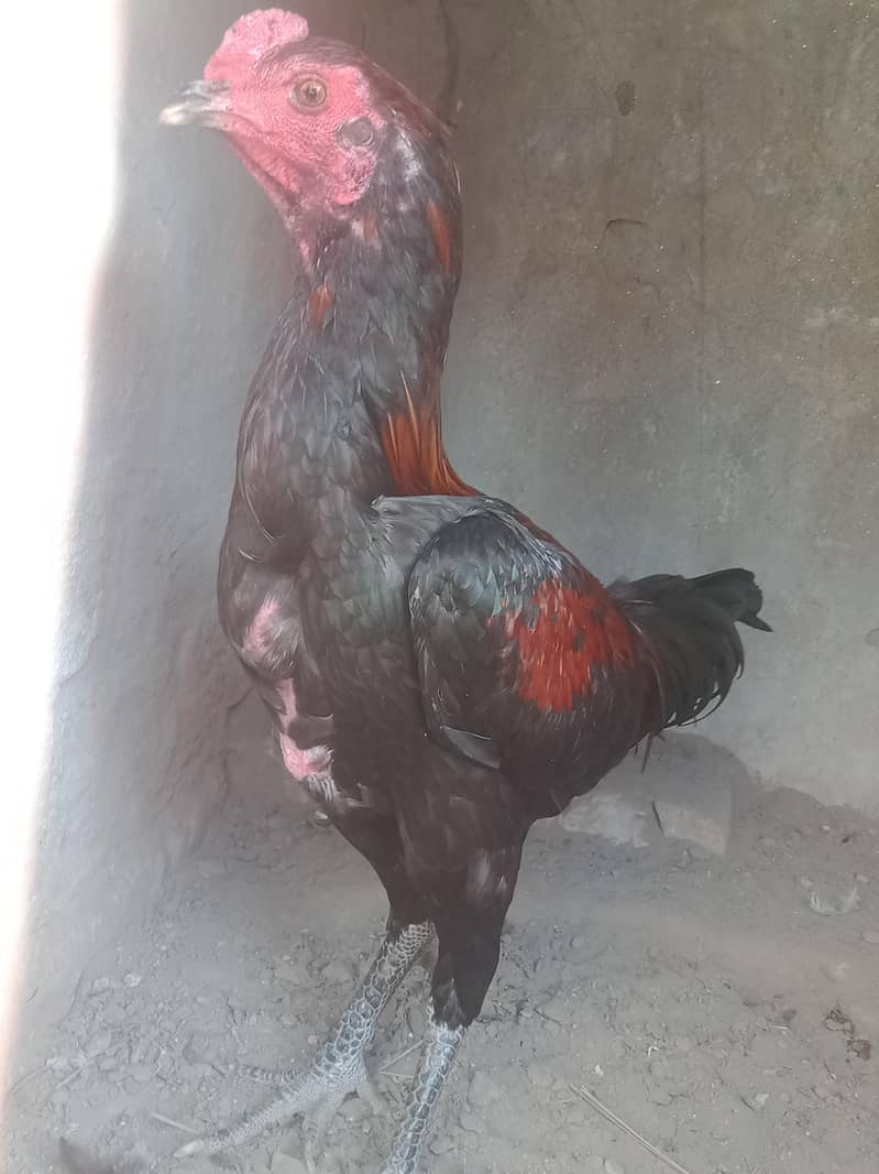 pakoya aseel patha 6