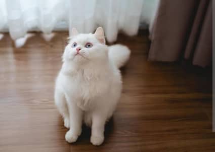 Blue eyes Persian cat