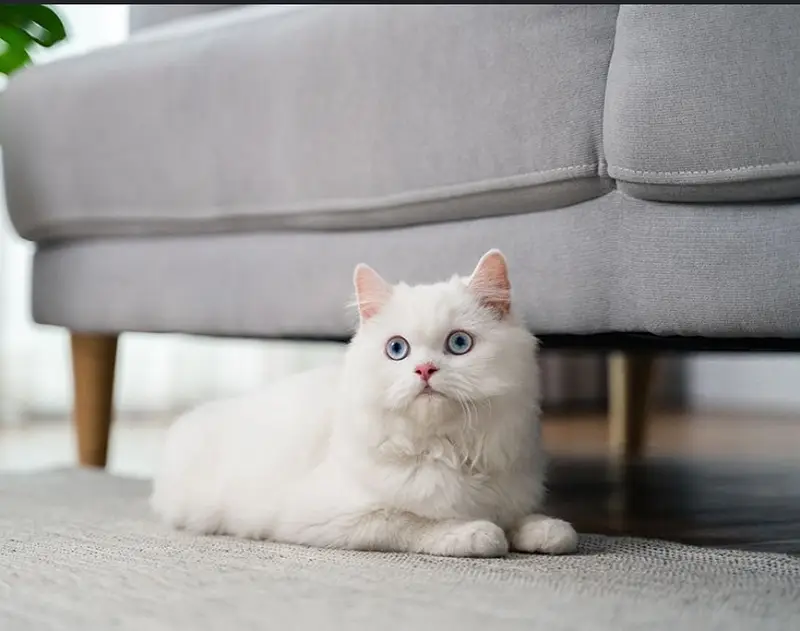 Blue eyes Persian cat — photo 2