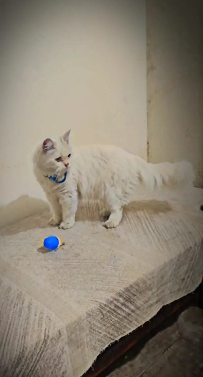 Blue eyes Persian cat — photo 3