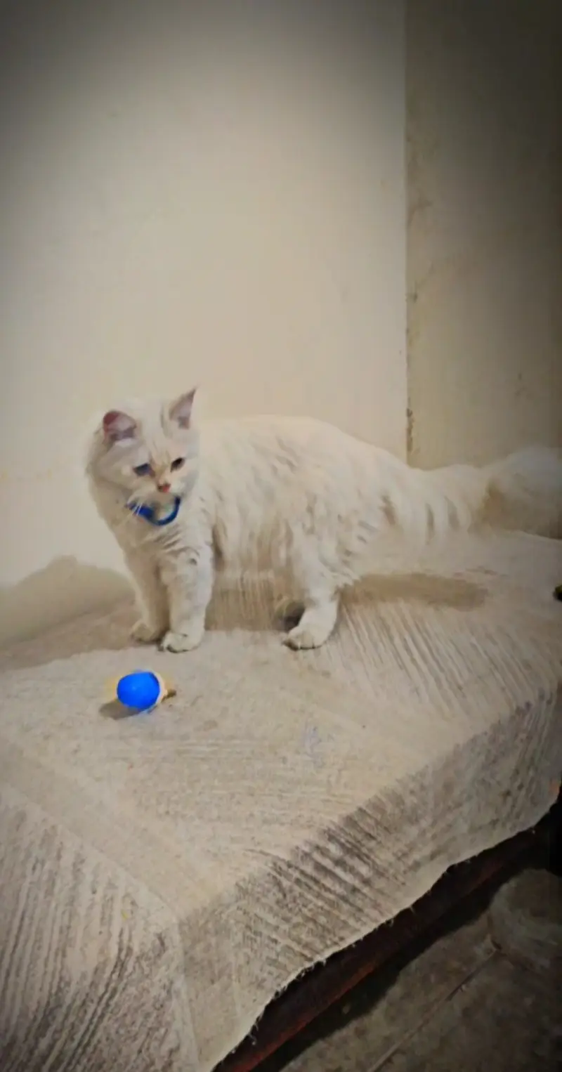 Blue eyes Persian cat — photo 4
