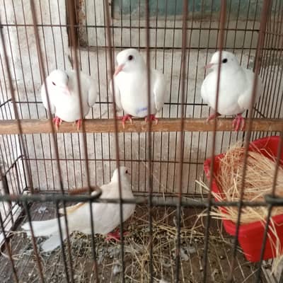 White dove