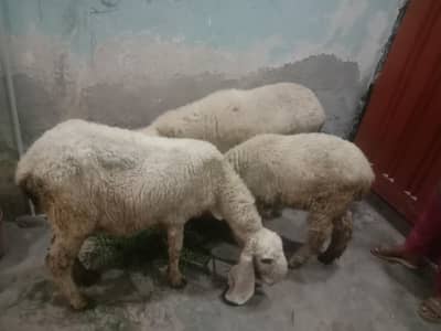 sheep 3 ready for babys