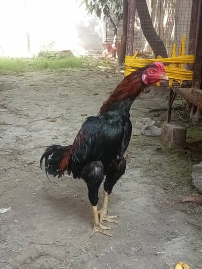 aseel murga for sale height wise normal