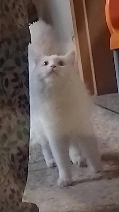 Persian cat white