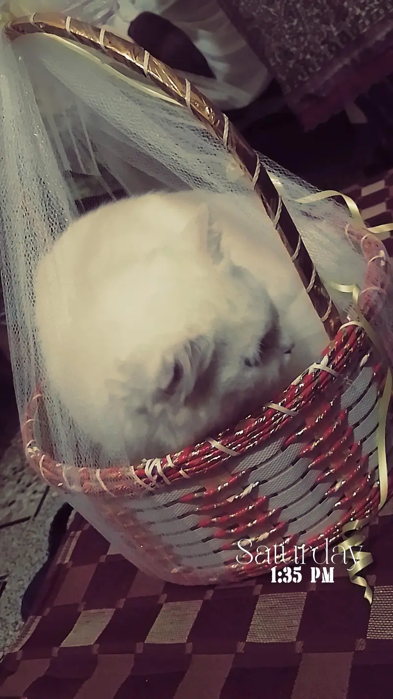 Persian cat white — photo 2