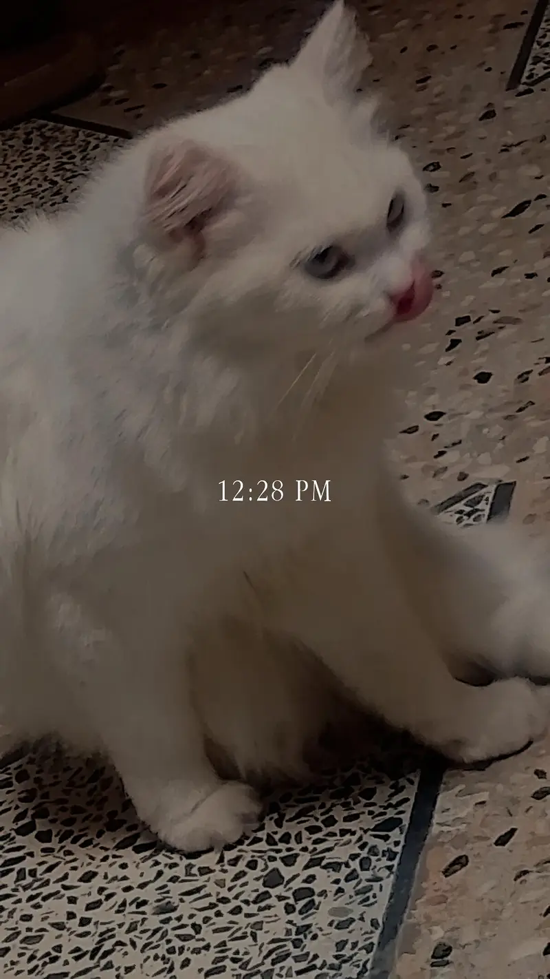 Persian cat white — photo 3