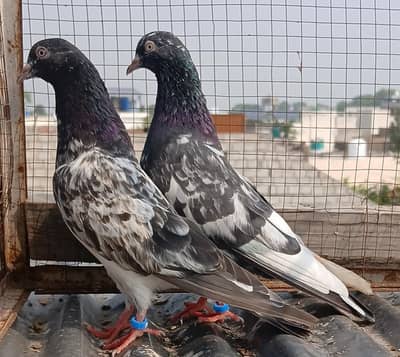2  zeraa pair / 1 golden pair