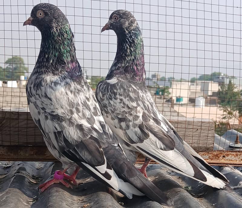 2  zeraa pair 1