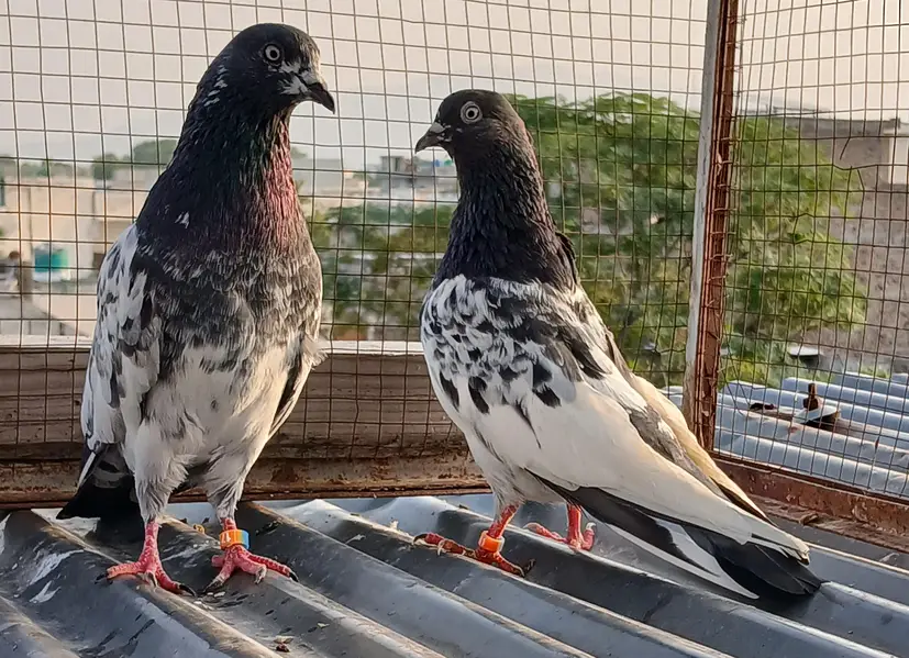 teedy pair/2  zeraa pair / ferozpuri pair/golden pair — photo 5