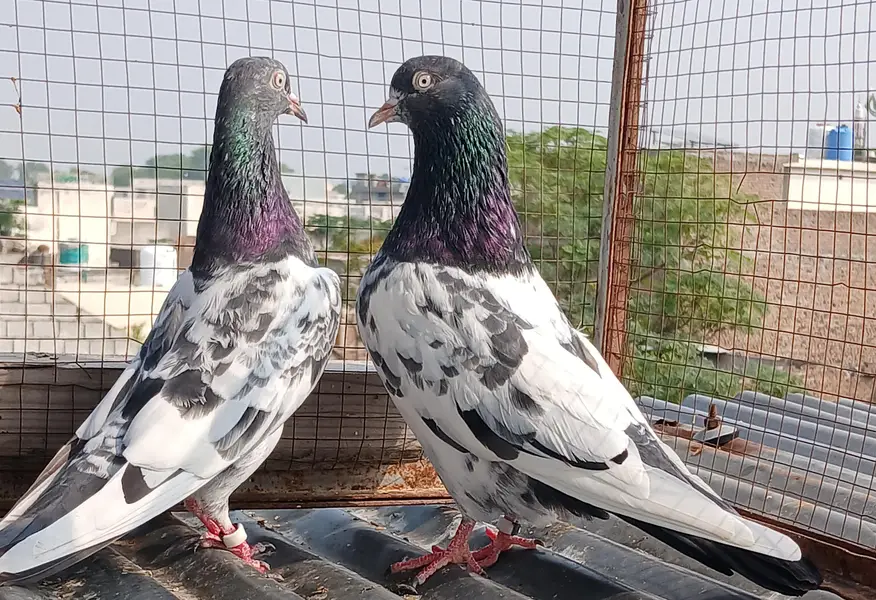teedy pair/2  zeraa pair / ferozpuri pair/golden pair — photo 6