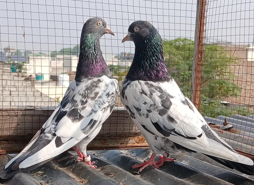 teedy pair/2  zeraa pair / ferozpuri pair/golden pair — photo 7