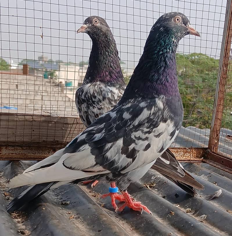 2  zeraa pair 2