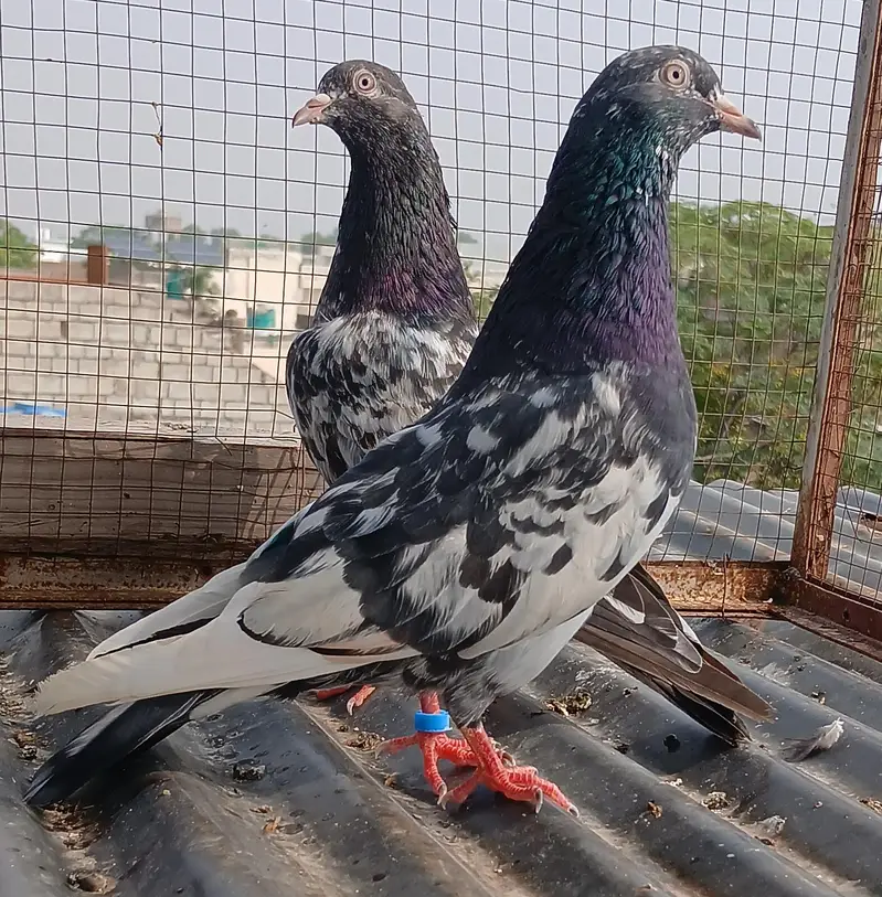 teedy pair/2  zeraa pair / ferozpuri pair/golden pair — photo 8
