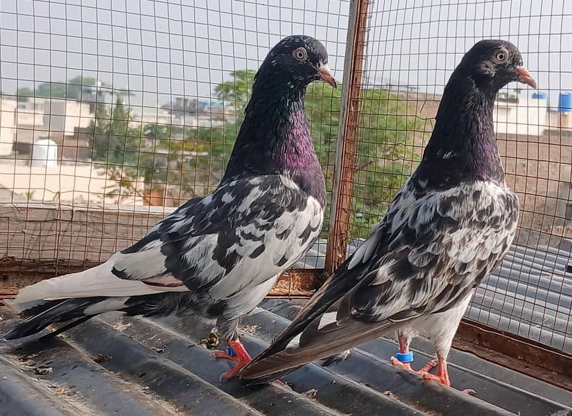 2  zeraa pair 3