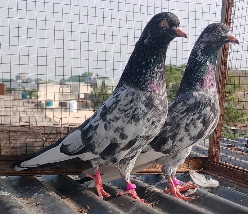 2  zeraa pair 4