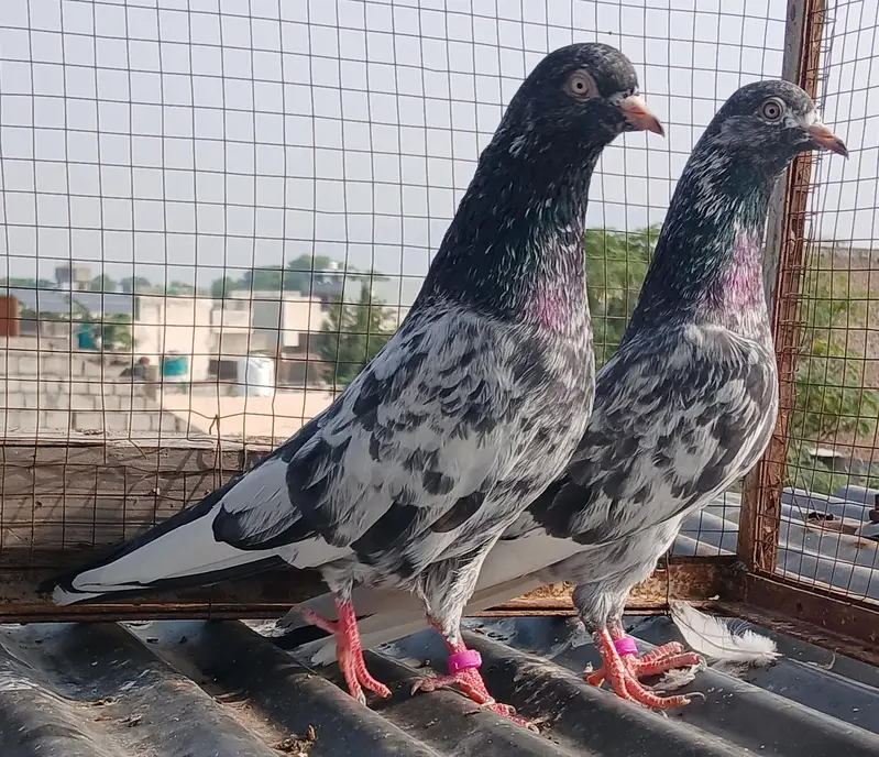 teedy pair/2  zeraa pair / ferozpuri pair/golden pair — photo 11