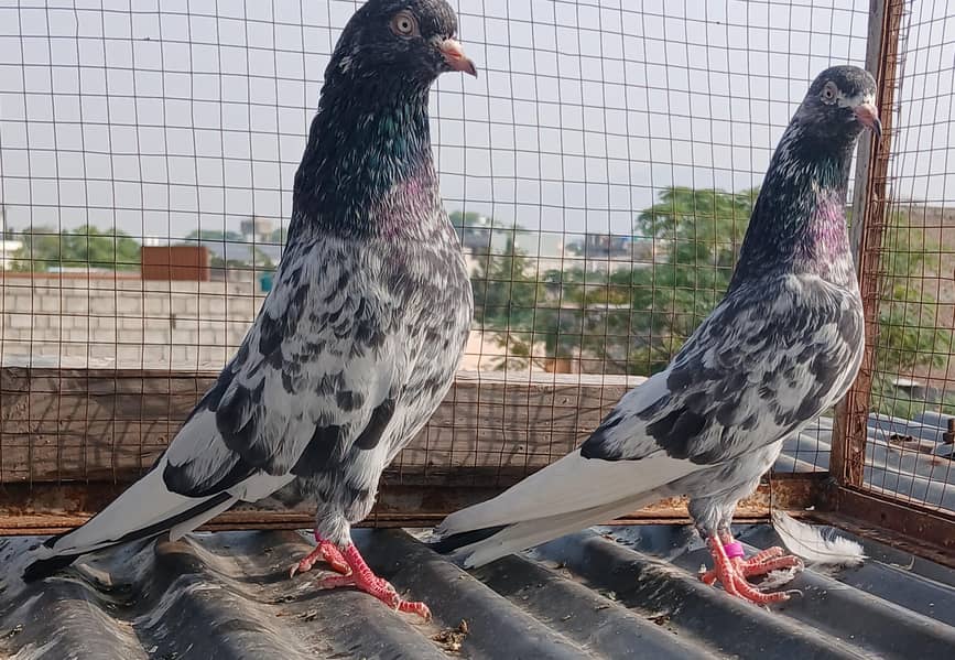 2  zeraa pair 5