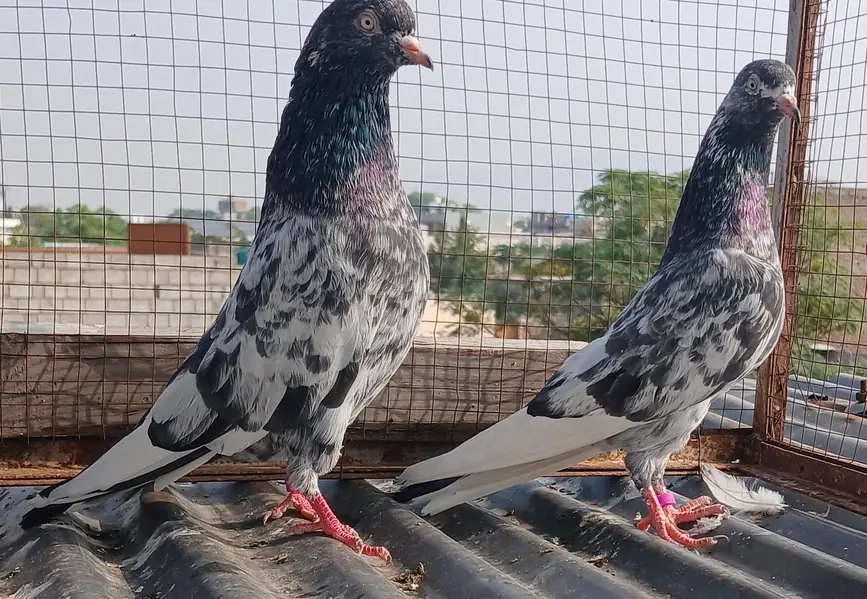teedy pair/2  zeraa pair / ferozpuri pair/golden pair — photo 12
