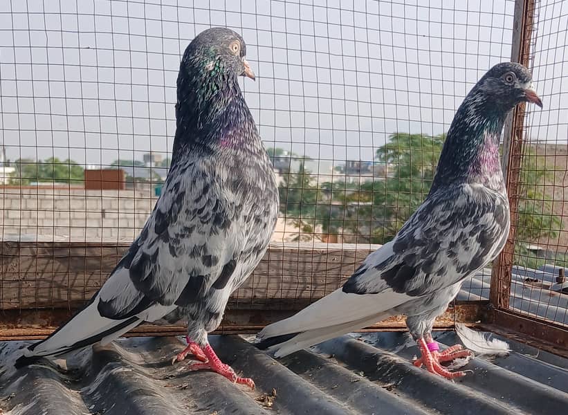2  zeraa pair 6