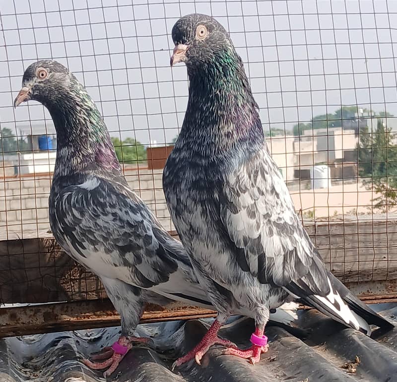 2  zeraa pair 7