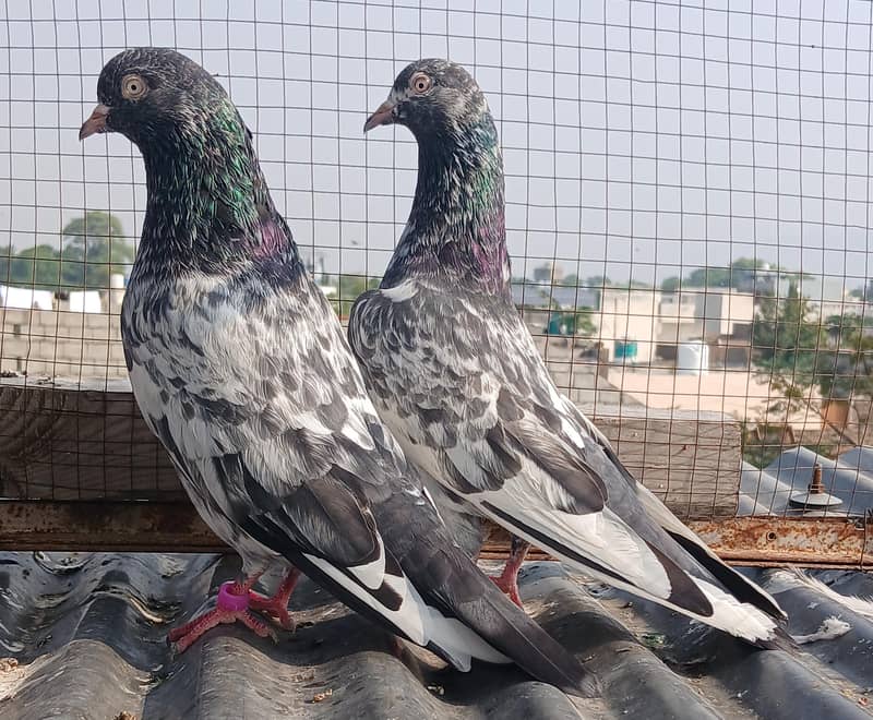 2  zeraa pair 8