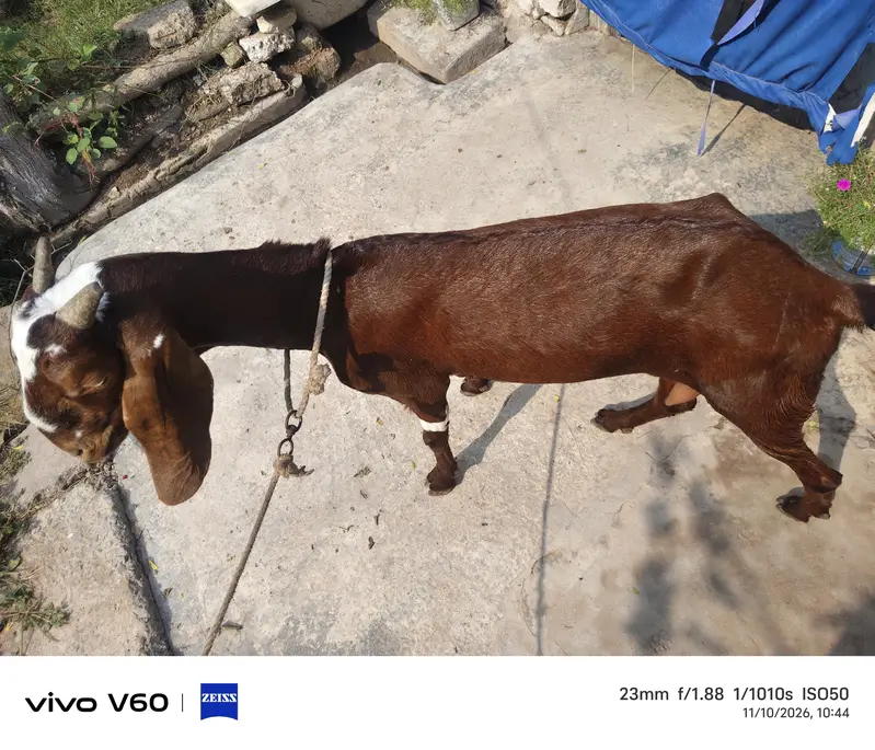 Bakri Milk — photo 2