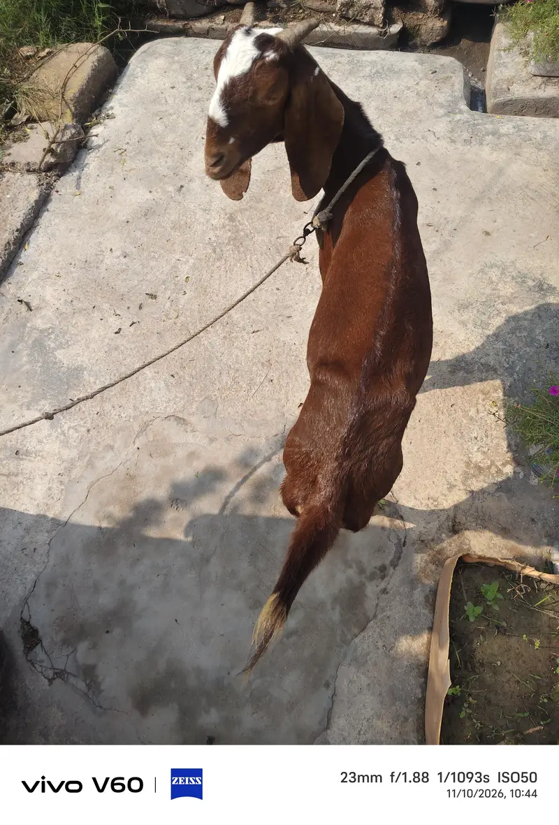 Bakri Milk — photo 3