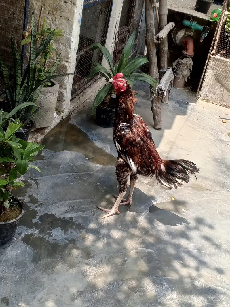 seal chusa Pakistani breed — photo 2