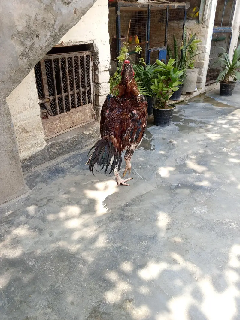 seal chusa Pakistani breed — photo 3