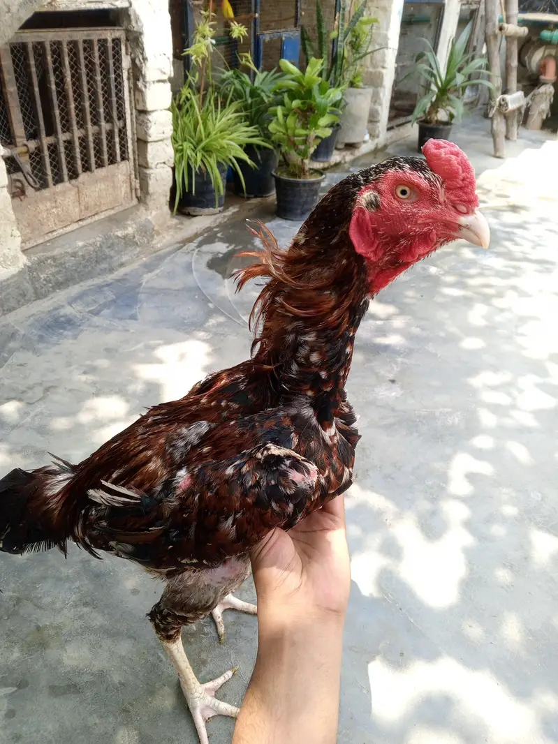 seal chusa Pakistani breed — photo 5