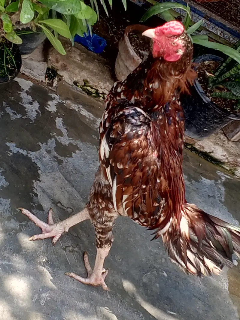 seal chusa Pakistani breed — photo 6