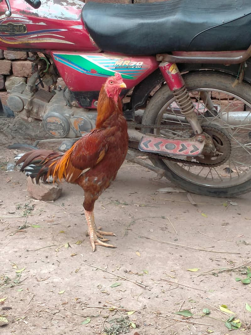 good looking 0