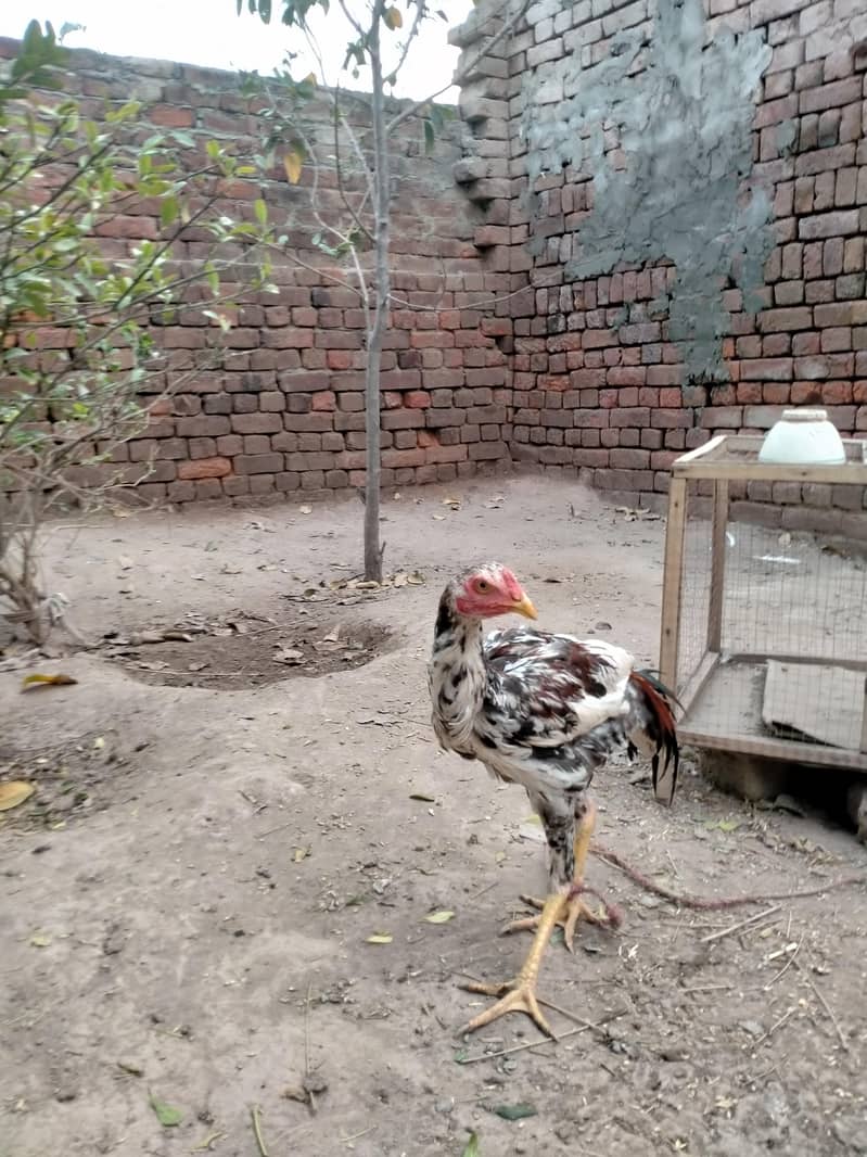 good looking 5