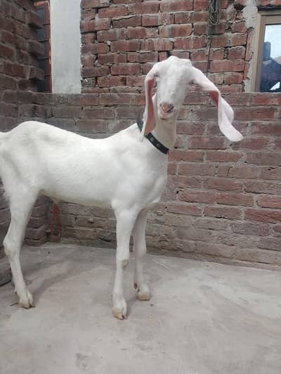 rajanpori hira 2 dant khasi ha