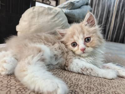 Male & Female Cats with 2-Month-Old Male Kitten vaccinated read ad