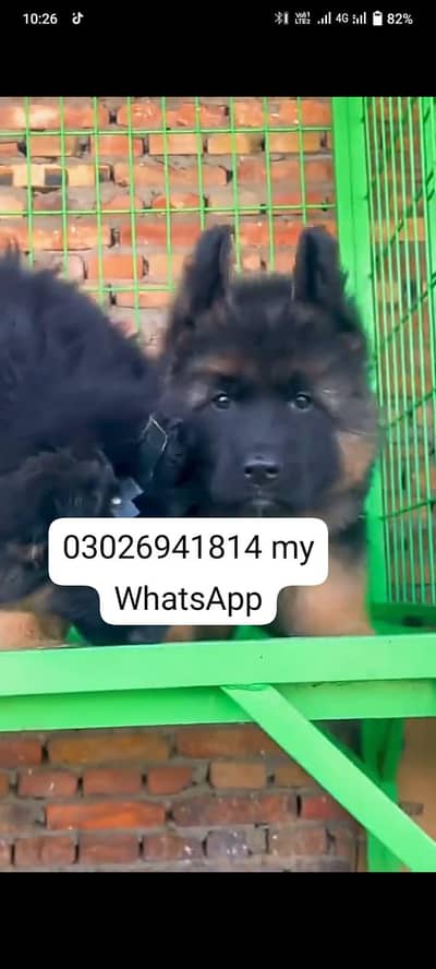 German Shepherd dog for sale male or female healthy or active