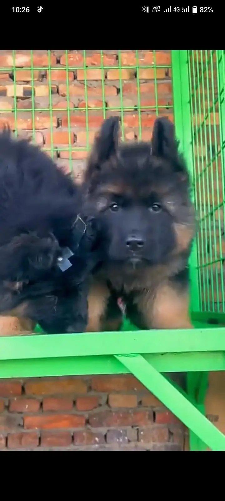 German Shepherd dog for sale male or female healthy or active — photo 2
