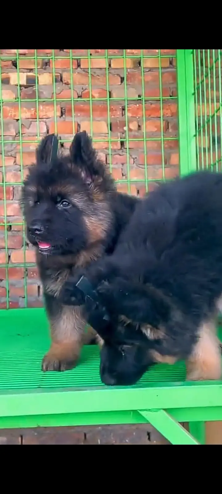 German Shepherd dog for sale male or female healthy or active — photo 3